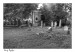137 - 2010   Židovský  hřbitov - Nový Bydžov